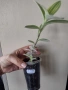 Традесканция, tradescantia Gold stripes, снимка 3