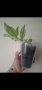 Традесканция, tradescantia albiflora albovittata, снимка 4