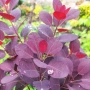 Червенолистна Смрадлика, Cotinus Royal purple или още Тетра!!!, снимка 3