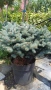 Глаука глобоза Glauca globosa, снимка 5