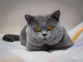 Чистокръвен британец за разплод, снимка 1