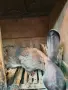 белгиец продавам, снимка 2