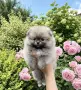 Померан померанче, снимка 1