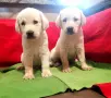 Лабрадор ретривър , снимка 2