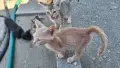 Подарявам котенца, снимка 4