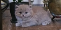 Британско лилаво коте, снимка 5