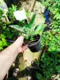 Каланхое Дегремонтиана (Kalanchoe daigremontiana) – живородно сукулентно растение, снимка 7