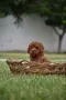 Той пудел Toy poodle, снимка 10