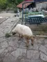 Продавам овен Аваси, снимка 1
