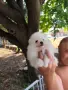 Померанчета със първа ваксина на 60 дена, снимка 3
