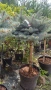 Глаука глобоза Glauca globosa, снимка 4