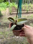 Продавам цветя, снимка 3