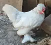 Продавам Чифтове Бреговски Джинки , снимка 6