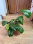 Hoya Хоя CV.Viola , снимка 2