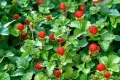 🍓🌿🍓 Декоративна ягода – Duchesnea indica 🍓(Индийска ягода, Фалшива ягода), снимка 1
