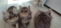 Персийски котенца, снимка 8