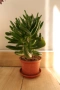 Два броя сукуленти, Седум, Sedum sp. за 3 евро !, снимка 5