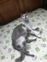 Женска котка от Перник търси дом, снимка 1