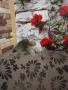 Британско коте таби, снимка 1