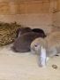 Френски кочовати зайци , снимка 5