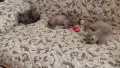 британски късокосмести котенца, снимка 1