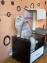 Мъжки котарак за разплод, снимка 3
