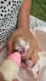 Подарявам котета, снимка 4