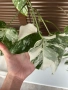 Monstera Albo Variegata (Монстера Албо Вариегата), снимка 5