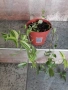 Продавам различни цветя, снимка 9