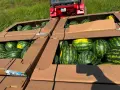 Продаваме диня на едро - сорт: РОМАНЗА ; тел. 0878744855, снимка 6