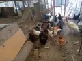 Кокошки и петли, снимка 1