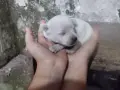 Кучета мини пинчери, снимка 4