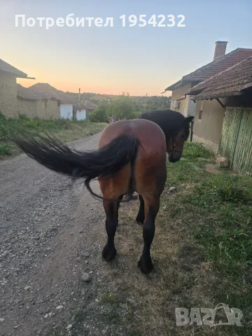 Продава се ! Много кротък , снимка 6 - Коне - 55344755