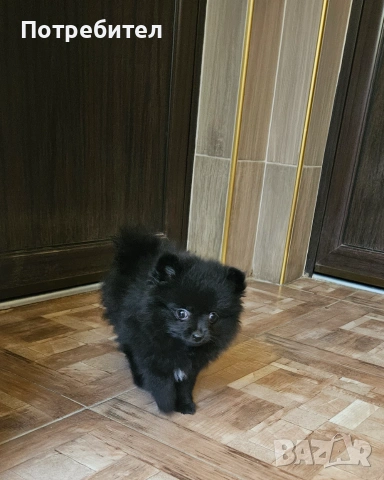 Продавам померани, снимка 3 - Померан - 55042135