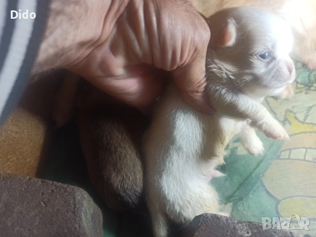Продавам мини чихуахуа 