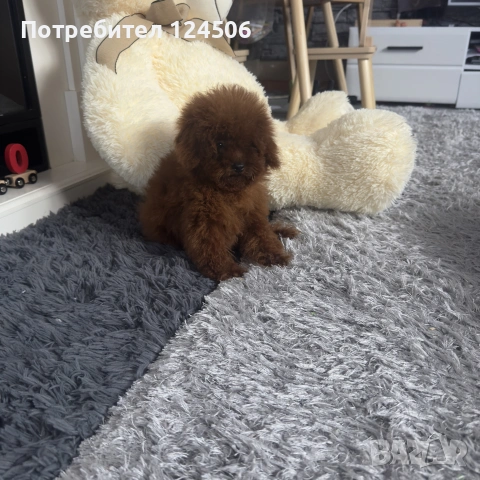 той пудел пуделче , снимка 2 - Пудели - 55162204