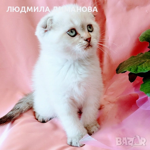 Шотландско мъжко Скоттиш Фолд 