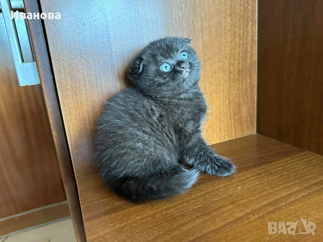 Британска късокосместа и шотландска клепоуха котка, снимка 8 - Британска късокосместа - 54530687