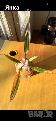 Philodendron Caramel Marble Variegata, снимка 4 - Стайни растения - 55322947