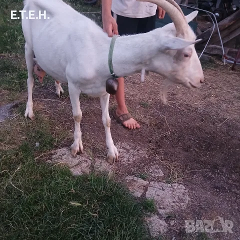 коза Сеянска 200 evr, снимка 5 - Кози - 55304229