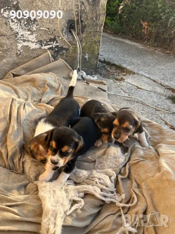 Продавам Бигъл  .