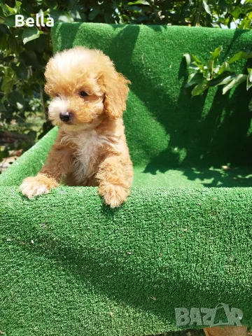 Малтипу/Maltipoo, снимка 18 - Пудели - 55166935