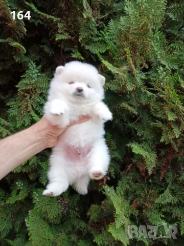 Бял мъжки Померан. Реални снимки ! , снимка 7 - Померан - 54311022