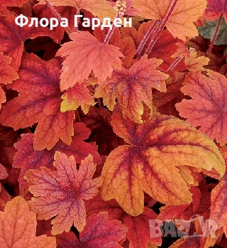 Хойхера, Хойхерела, Тиарела, снимка 4 - Градински цветя и растения - 55001292