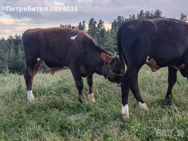 3 мъжки по 7 месеца , снимка 3 - Крави - 55056370