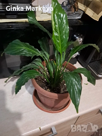 Спатифилум- 8 евро, снимка 3 - Стайни растения - 54226559