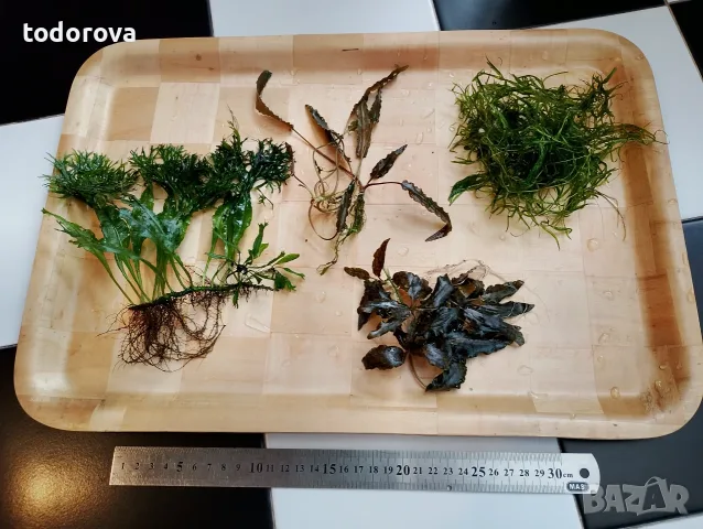 Пакет от няколко вида растения за аквариум 