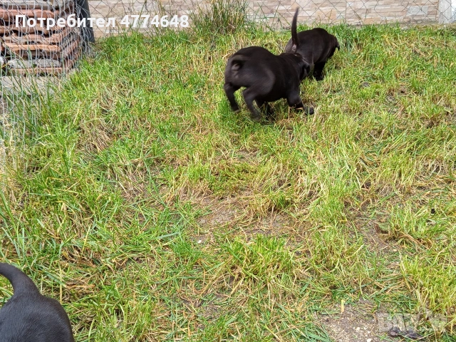 Кане корсо, снимка 5 - Кане корсо - 53966614