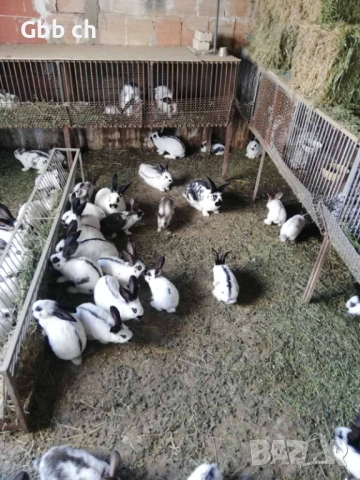 Зайци различна възраст , снимка 4 - За селскостопански - 54301013
