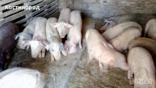 ПРАСЕТА. АКЦИЯ - ОТ 90 ЕВРО., снимка 12 - Прасета - 55635991